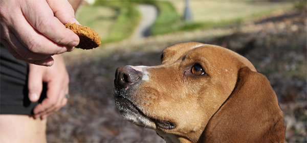 Dog Treats to Humour the Favored Pooch